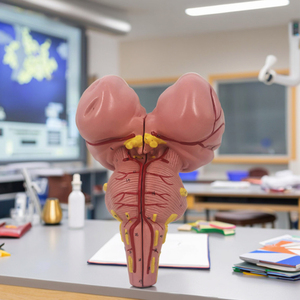 3X PVC Anatomical <strong>Human</strong> Skeleton Model Brainstem Medical Science Model