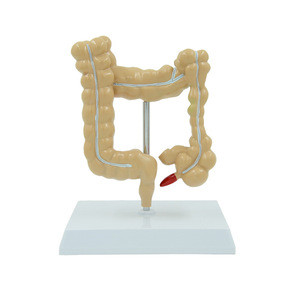 Tıbbi model beyin anorektal doktor-hasta İletişimi anatomik model insan bağırsak modeli - Product Image 3