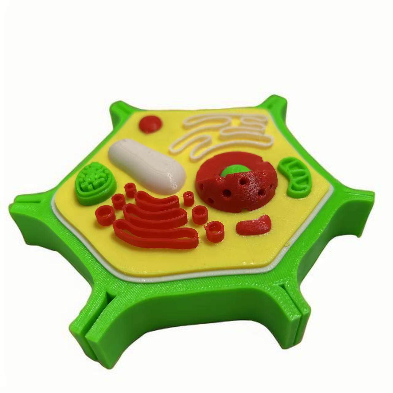 Cellule végétale verte
