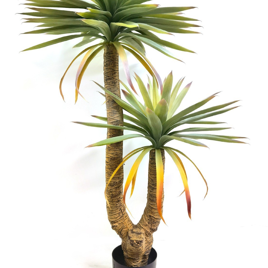 Brazilian iron-13m-plastic base pot