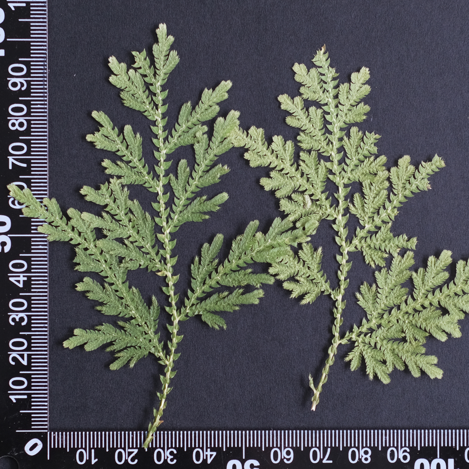 MH688 Bleu Spikemoss 6-10cm vert 12pcs