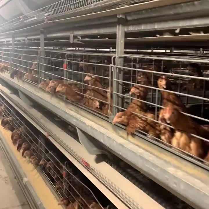 Fully Automatic Feeding System H-Type Chicken Battery Cage for Egg Layer Hens New & Used for Home Use & Farm Made of Steel