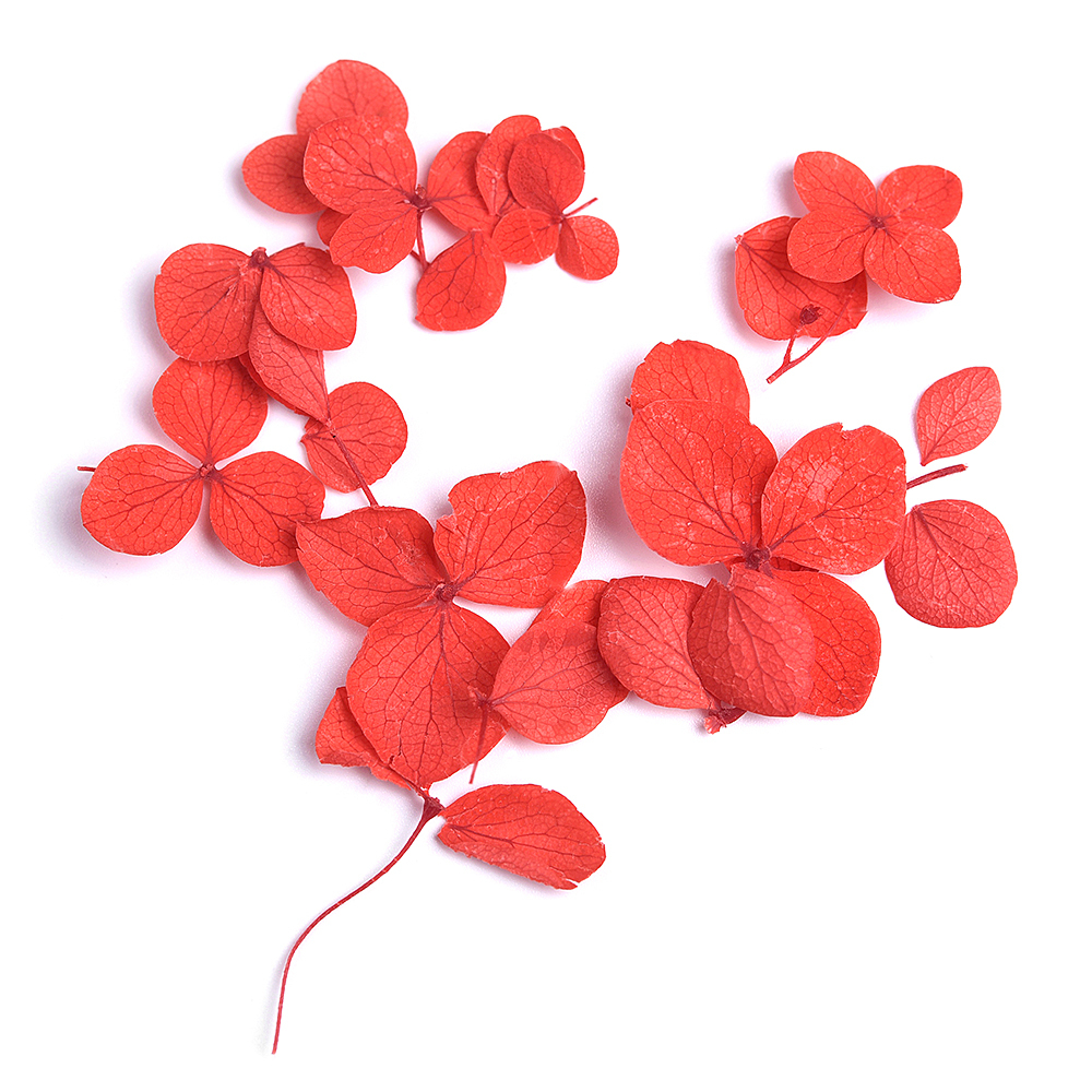 Red Hydrangea Petals