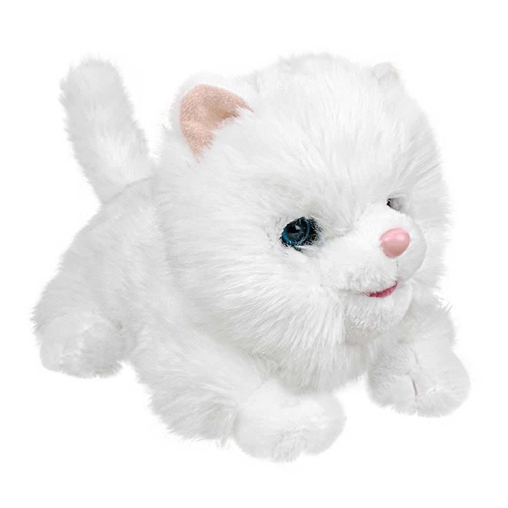 Chat blanc