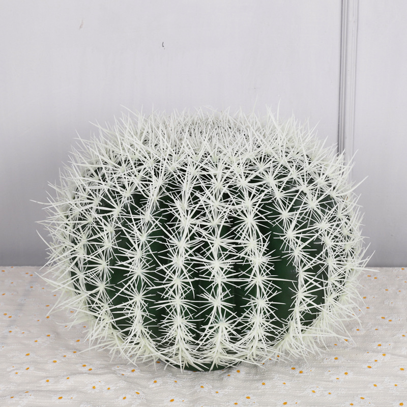 Le cactus mesure 35 cm de diamètre.