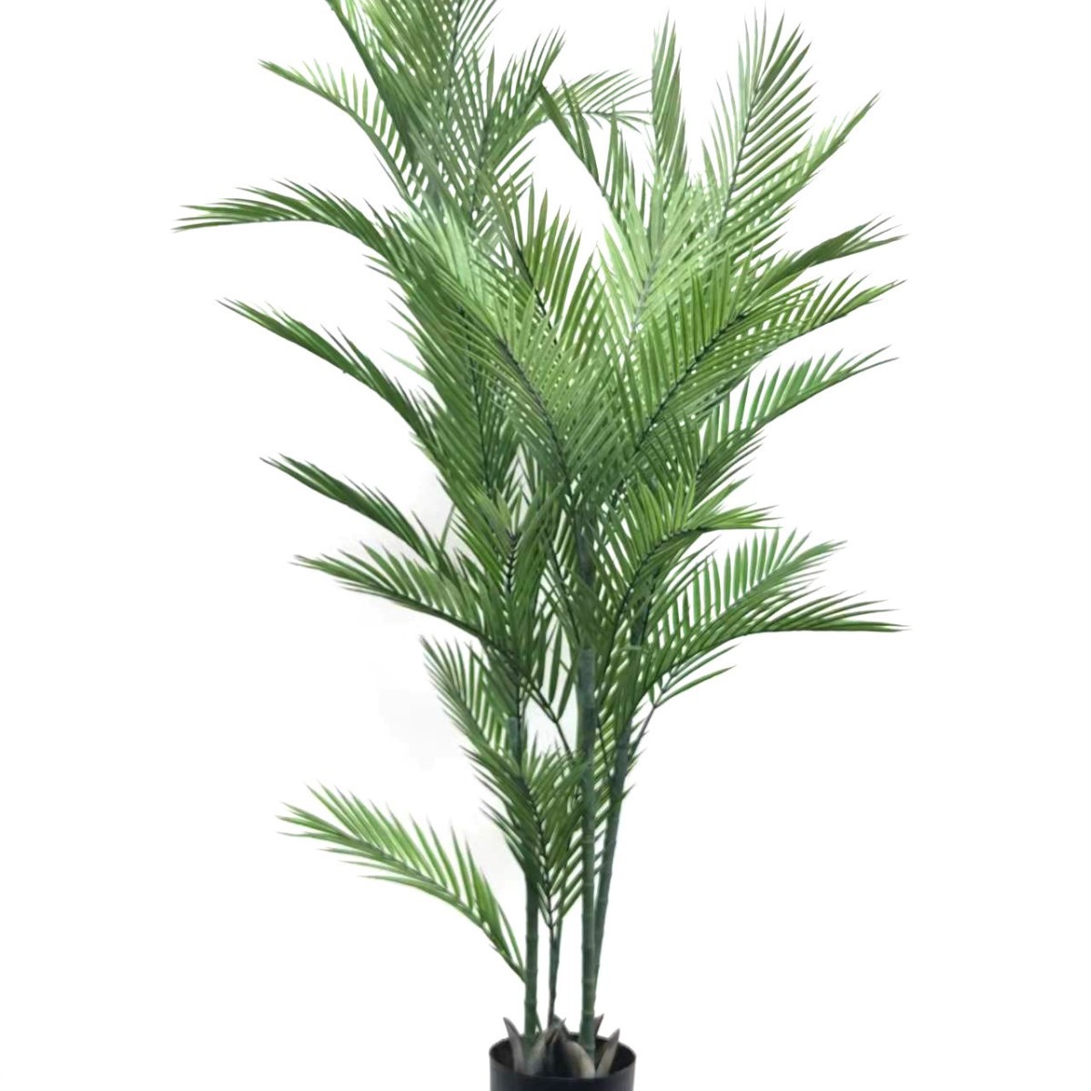 C type loose-tailed sunflower-15m-plastic base pot