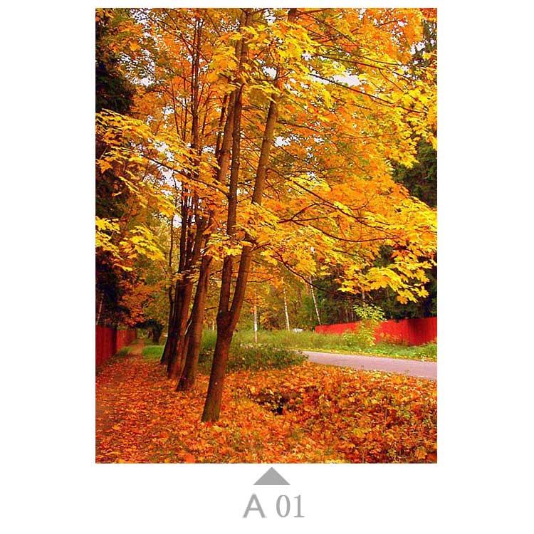 Multicolor-A01