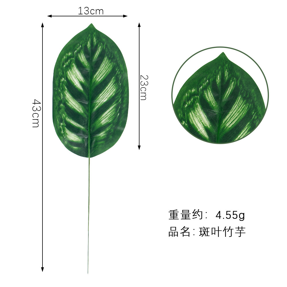 Variegated arrowroot