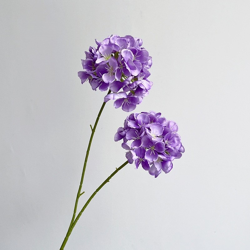 Pourpre