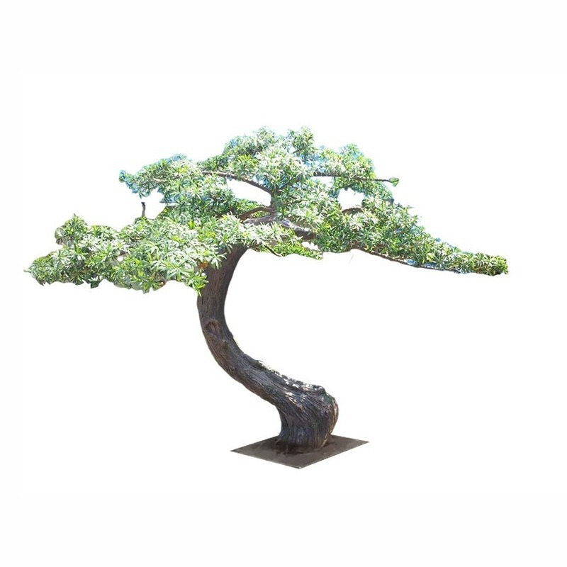 Podocarpus de 3,5 m de altura
