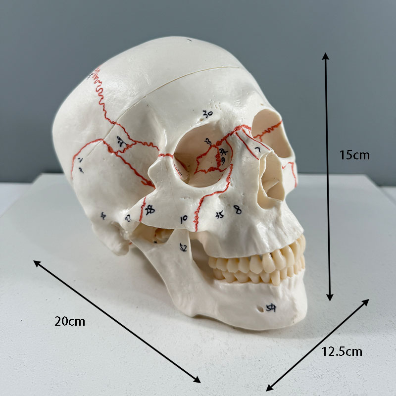 Modèle de crâne asiatique avec fissures osseuses