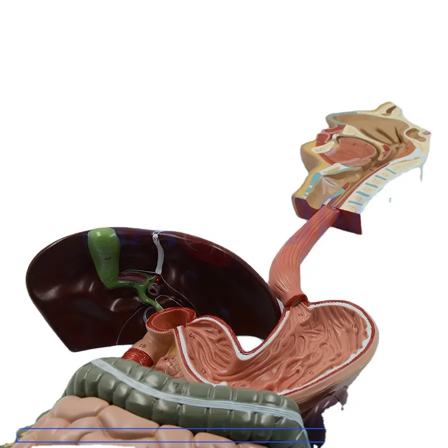 PNT-0450 sistema digestivo humano modelo anatómico digestivo