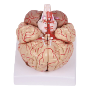 نموذج التقسيم الطبي للدماغ الدماغي القشري الطبي ونموذج تشريحي للدماغ مع الشريان والأعصاب للطلاب للتعلم - Product Image 2