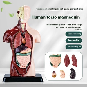 早期教育科学工学玩具DIYアセンブリ小学生のための人間の臓器骨モデル国境を越えた - Product Image 1