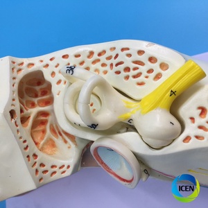 IN-M4 tıbbi bilim kaliteli insan anatomisi modeli dış orta iç kulak ile 1.5 kez insan kulağı vitrin modeli - Product Image 6