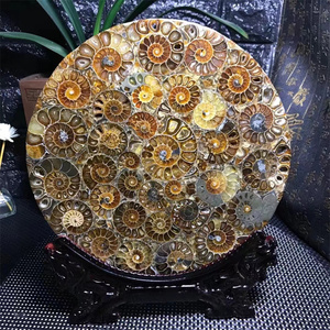 Disco de rebanada de fósiles de caracola Natural arcoíris amonita fósil piedra Caracol espécimen fósil para decoración del hogar - Product Image 2