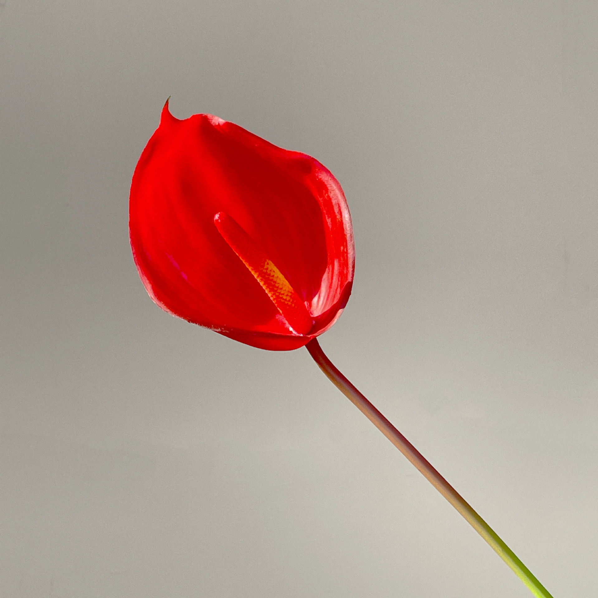 Rose garance