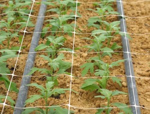 Enrejado de plástico de material virgen, red de soporte de escalada para plantas, para pepino, vid, guisante y frijol, 100% - Product Image 2