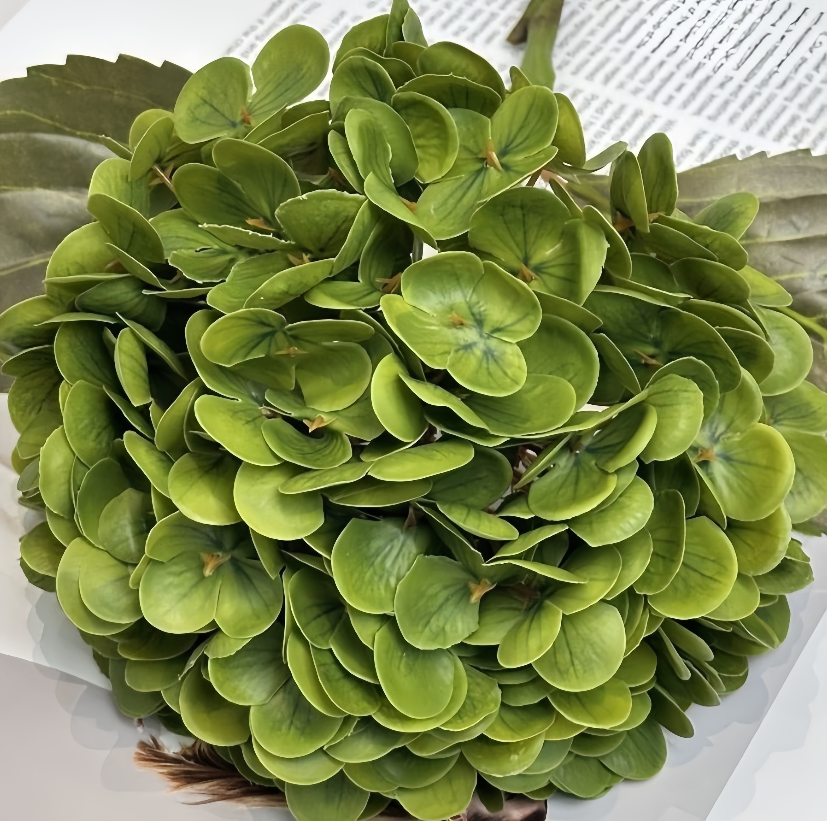 Verde oliva