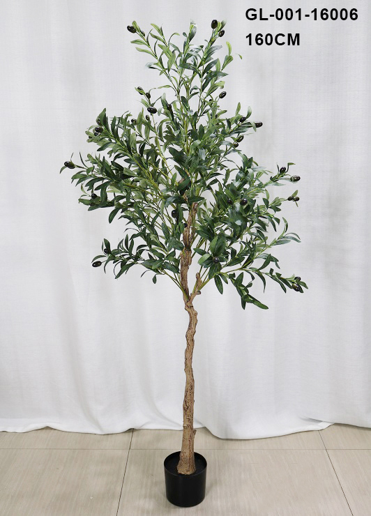 160 centimetri/olive albero