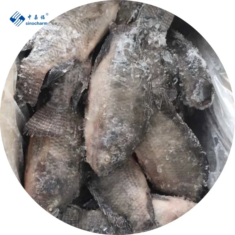 냉동 전체 라운드 Tilapia 제조 Niloticus 냉동 생선 해산물 블랙 Tilapia