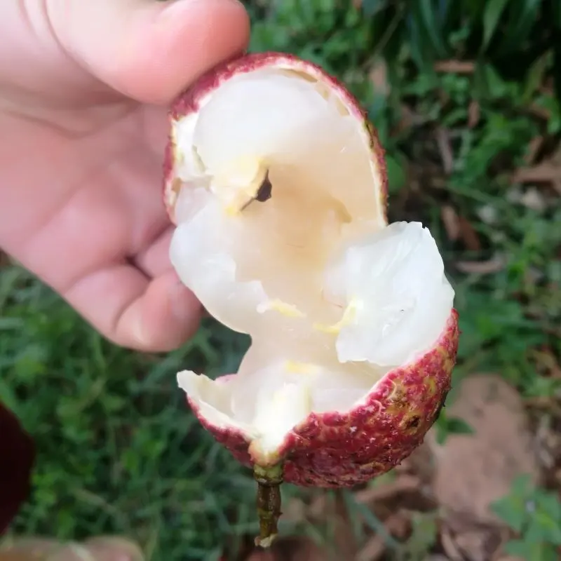 פרימיום יצואנים ללא גרעינים ליצ 'י חקלאות מוצרים ליצ' י בתפזורת חדש יבול סין למעלה כיתה טרי פירות ליצ 'י