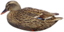 Mallard 45x22cm Rester Hen