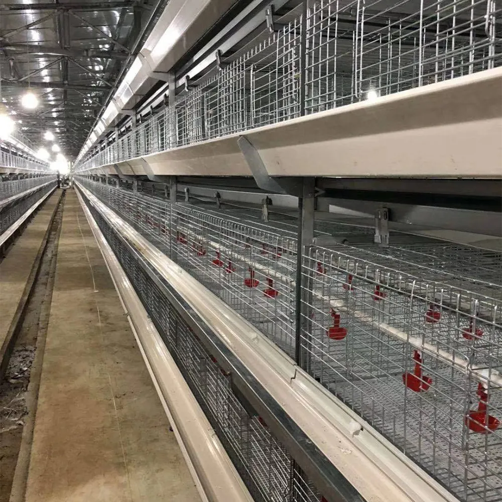 चीन निर्माताओं TBB OEM डिजाइन पोल्ट्री बिछाने मुर्गियाँ उपकरण 10000 परत मुर्गियों के लिए पिंजरों