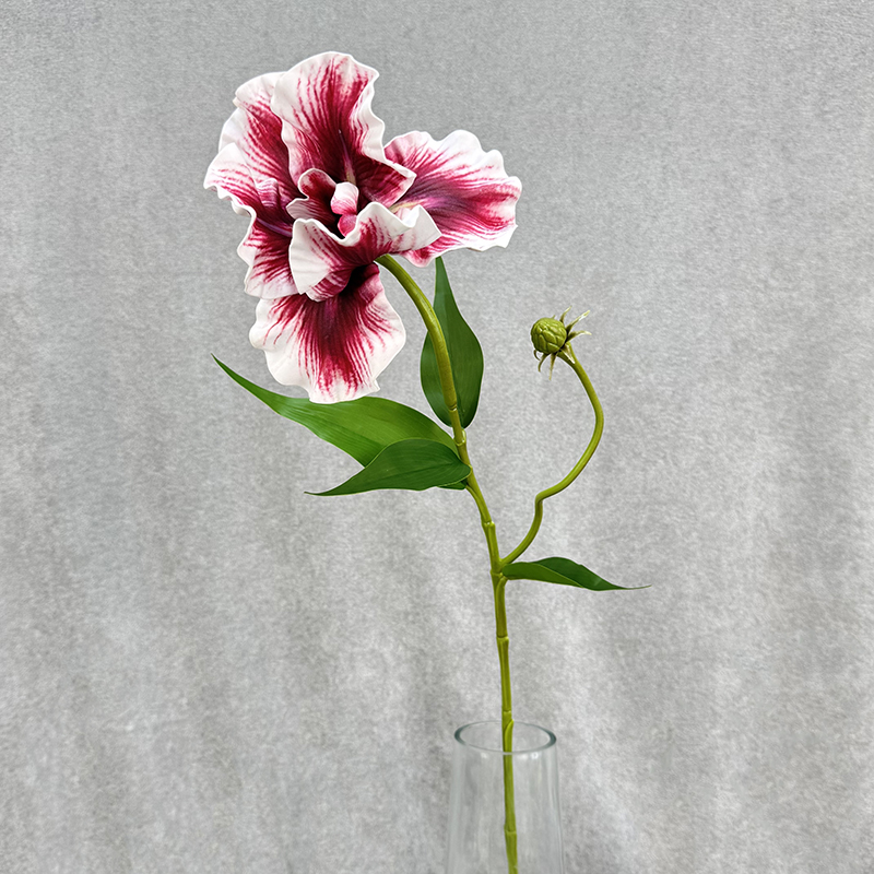 Rose Red with White Edge