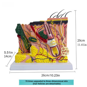 Three-Dimensional Medical Skin Tissue Structure Model <strong>Human</strong> Body Hierarchy Stratified Anatomy Magnification for Medical Science - Product Image 3