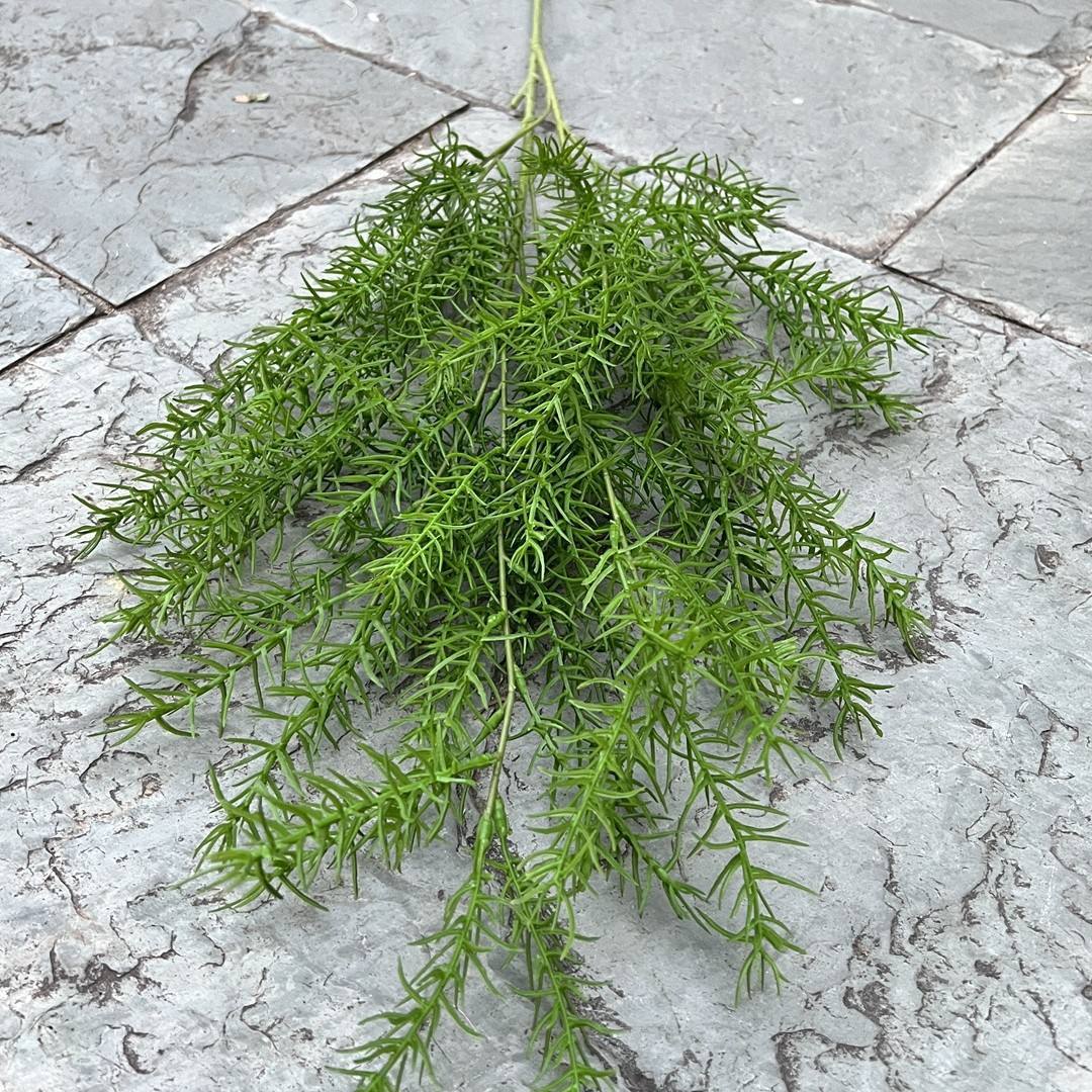 New high-branch pine needles-green