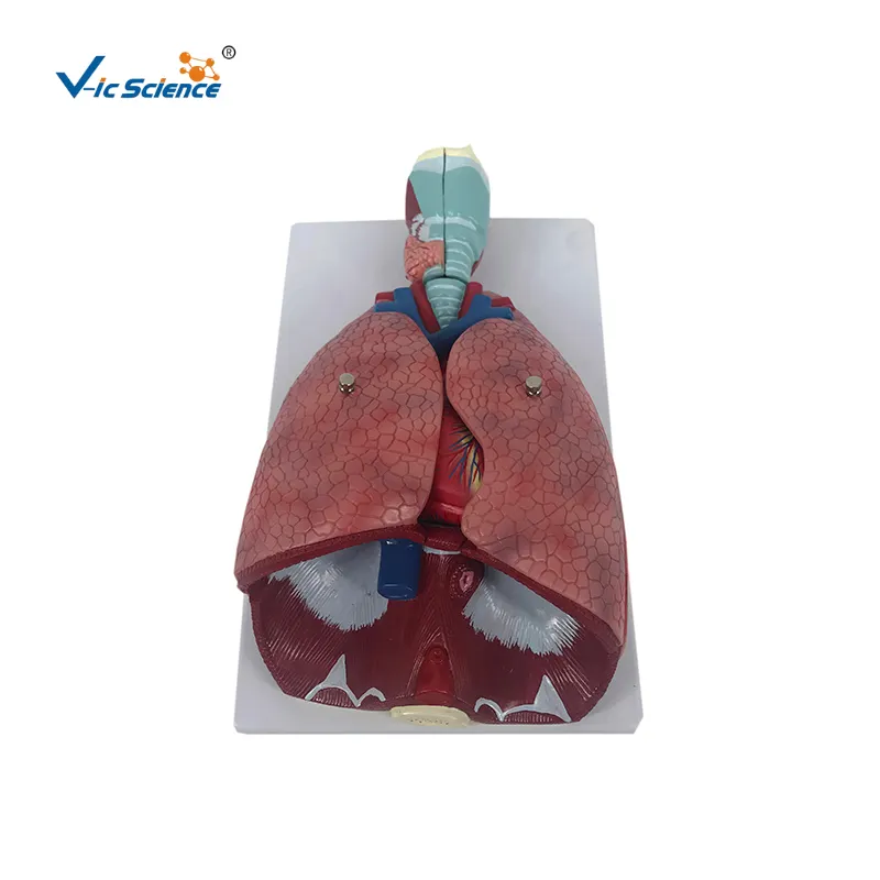 Modelo de anatomía pulmonar con laringe (7 partes) modelo de enseñanza humana médica