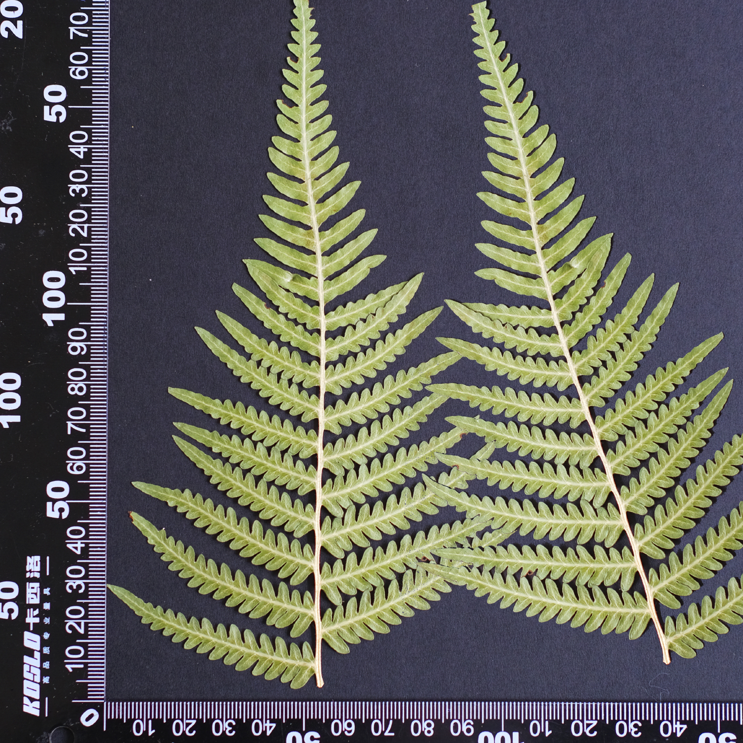 MH688 Grosse fougère du Yunnan 15-20cm vert 2pcs