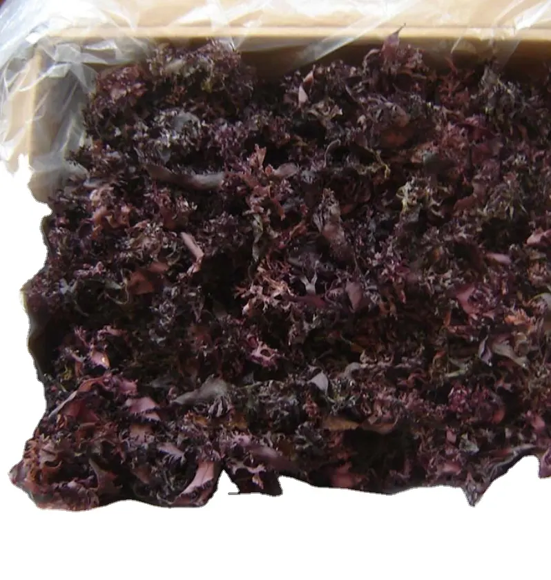 Jiguancai High quality dried tosaka-nori Meristotheca Papulosa Red Alga