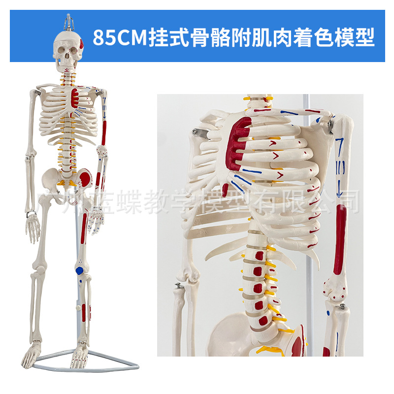 Disque intervertébral musculaire suspendu coloré de 85 cm