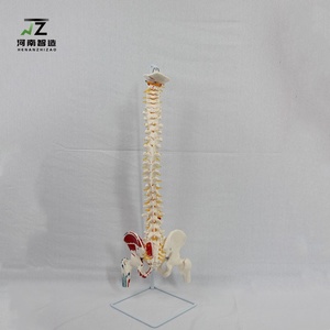 筋肉の開始点と終了点に取り付けられた自然な大眼脊髄神経モデル - Product Image 2