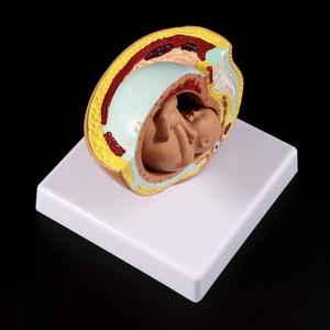 GelsonLab HSBM-282 9th เดือนเด็กทารกในครรภ์รุ่น Foetus การตั้งครรภ์มนุษย์การตั้งครรภ์ในครรภ์การพัฒนาทางการแพทย์ชุดเครื่องมือการเรียนรู้