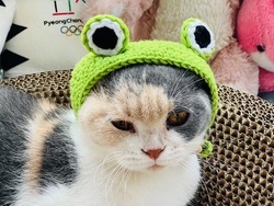 Pullover frog