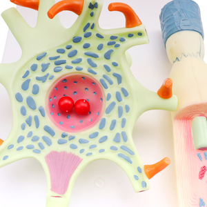 神経細胞拡大モデル-生物学的プラスチックモデル神経細胞モデル - Product Image 6