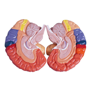 Lehrmittel mit abnehmbarer Farbe 1: 1-Anzeige Anatomische Farbe des Gehirns Funktions bereiche Farb hirn modell