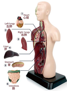 Modelo de Anatomía de medio cuerpo simulado y modelo de anatomía humana para estudiantes de escuela primaria y secundaria para enseñar modelo de rompecabezas - Product Image 2