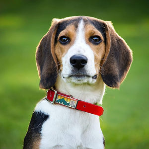 ペットの名前タグ犬猫用カスタムQRコードPawレーザーブランクステンレス鋼ファッションパーソナライズされたシリコーンタグ
