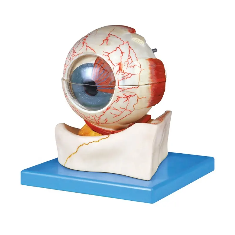 GD/A17103 Eye model Eyeball Structure Anatomical Model with 7 Parts