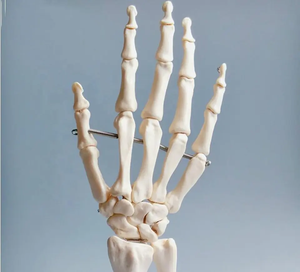 Yapay yaşam boyutu insan el eklem modeli öğretim anatomik el eklem Custom Made PVC el iskelet modeli - Product Image 3