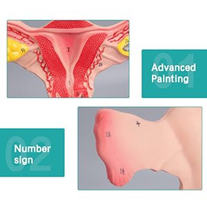 İnsan uterusun ve yumurtalıkların kadın anatomik modeli tıbbi bilim ürünü - Product Image 3