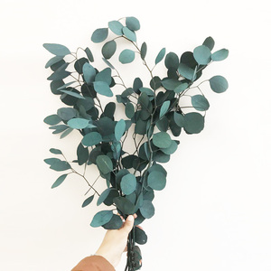 保存された花と植物本物の天然銀ドルユーカリの葉の枝ドライフラワー植物ユーカリの葉装飾用