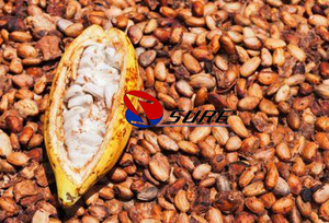 Máquina descascaradora de granos de cacao Máquina molinillo de cacao Máquina para hacer cacao en polvo Precio - Product Image 6