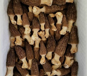 Detan New Season New colture Fresh Wild Morchella Conica <span class=keywords><strong>Morel</strong></span> funghi - Product Image 6