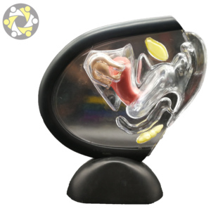 女性生殖系统透明子宫解剖模型 - Product Image 1