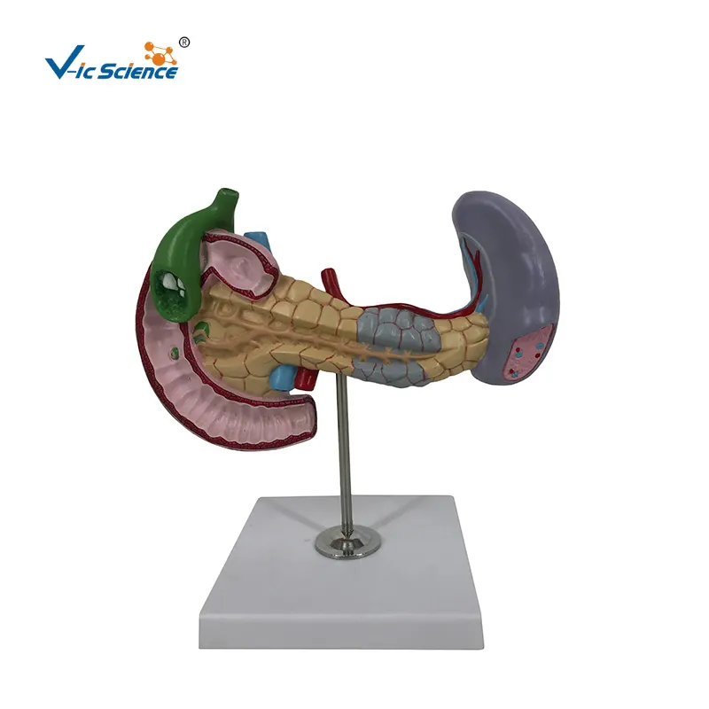 Diseases of Pancreas Spleen Gall bladder human digestive system model anatomical pancreas model